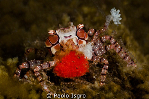 boxer crab with eggs - Tulamben ( Bali ) by Paolo Isgro 